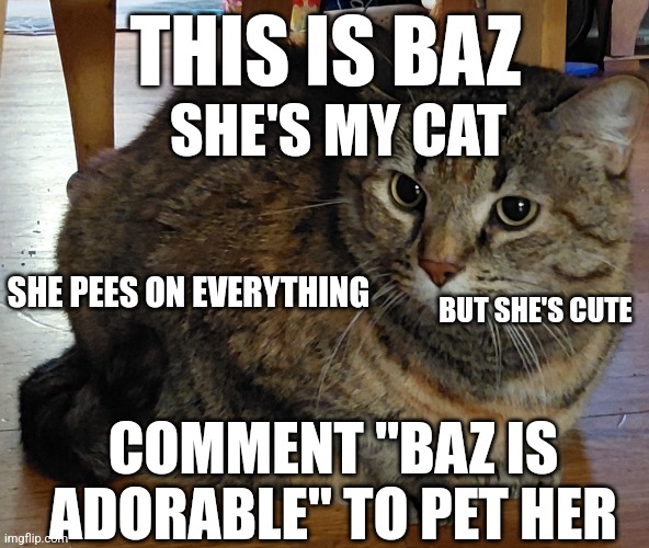 Do ya wanna see my other 2 cats? | THIS IS BAZ; SHE'S MY CAT; SHE PEES ON EVERYTHING; BUT SHE'S CUTE; COMMENT "BAZ IS ADORABLE" TO PET HER | image tagged in adorable,cat | made w/ Imgflip meme maker