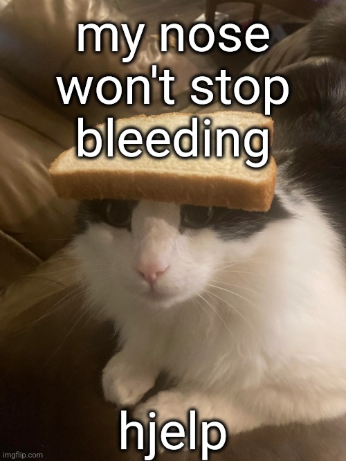 bread cat | my nose won't stop bleeding; hjelp | image tagged in bread cat | made w/ Imgflip meme maker