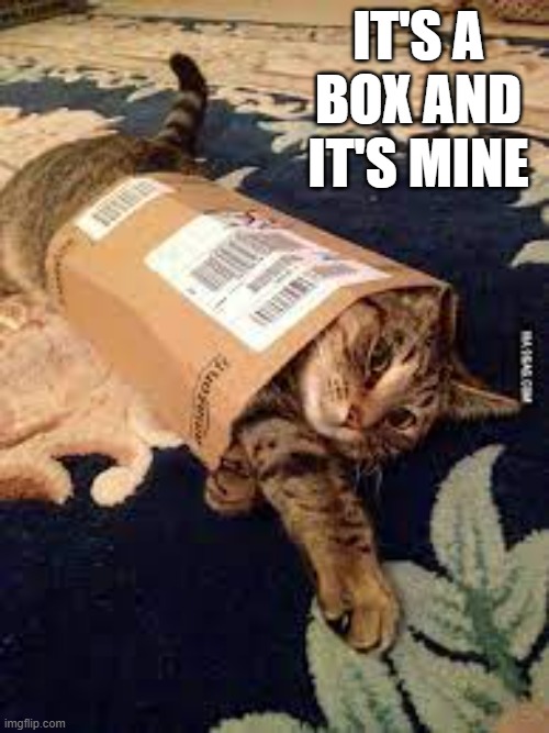 memes by Brad - cat claiming his own box | IT'S A BOX AND IT'S MINE | image tagged in cats,funny,funny cats,kittens,cute kittens,humor | made w/ Imgflip meme maker