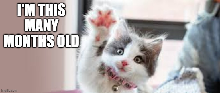 memes by Brad - Cute kitten is this many months old | I'M THIS MANY MONTHS OLD | image tagged in funny,cats,kitten,cute kittens,funny cat memes,humor | made w/ Imgflip meme maker