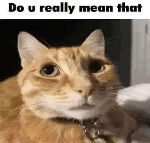 Do u really mean that cat Blank Meme Template