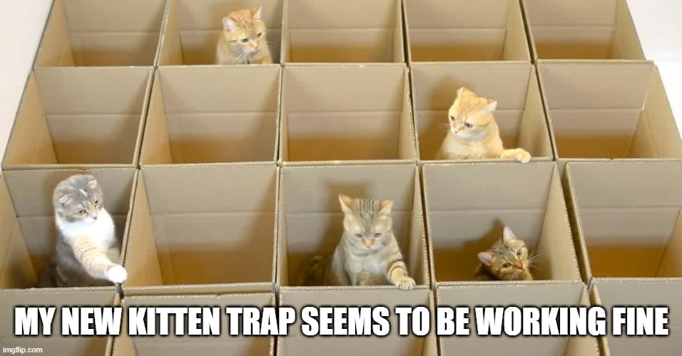 memes by Brad - My cat trap works | MY NEW KITTEN TRAP SEEMS TO BE WORKING FINE | image tagged in funny,cats,kittens,funny cat memes,cute kittens,humor | made w/ Imgflip meme maker