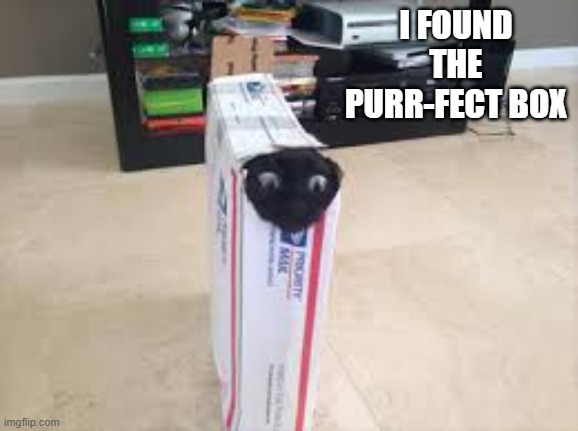 memes by Brad - My cat found the purr-fect box | I FOUND THE PURR-FECT BOX | image tagged in funny,cats,funny cat,kittens,cute kitten,humor | made w/ Imgflip meme maker