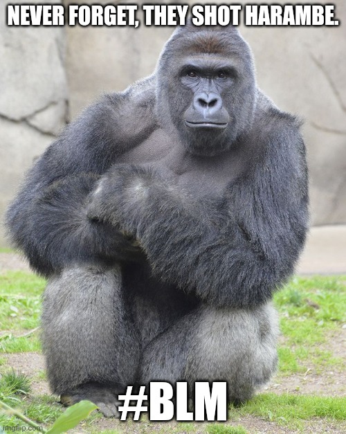 I care. I'm an ally. | NEVER FORGET, THEY SHOT HARAMBE. #BLM | image tagged in blm,harambe | made w/ Imgflip meme maker