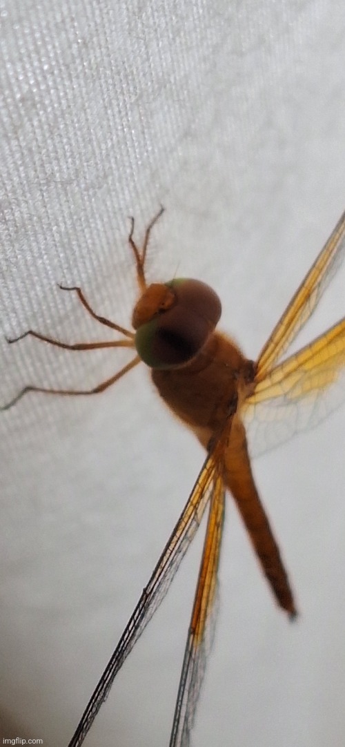 An extreme closeup of a dragonfly standing on a curtain | made w/ Imgflip meme maker