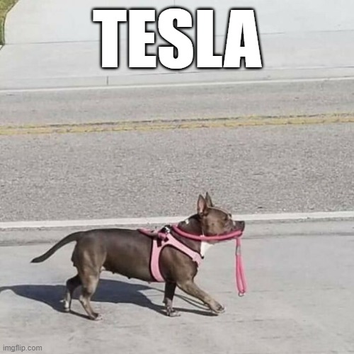 selfdrivingdoggo | TESLA | image tagged in humour,funny | made w/ Imgflip meme maker