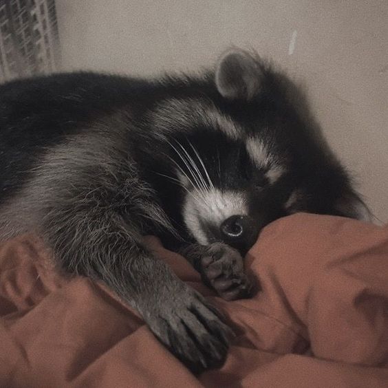 Sleeping Raccoon Blank Meme Template