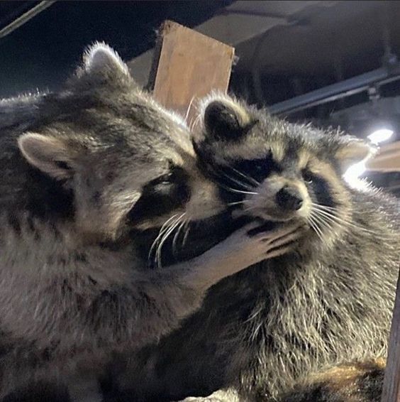 Raccoon Kiss on Cheek Blank Meme Template