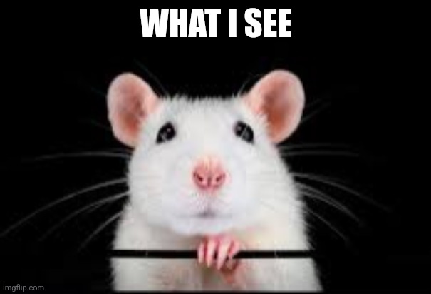cute rat | WHAT I SEE | image tagged in cute rat | made w/ Imgflip meme maker