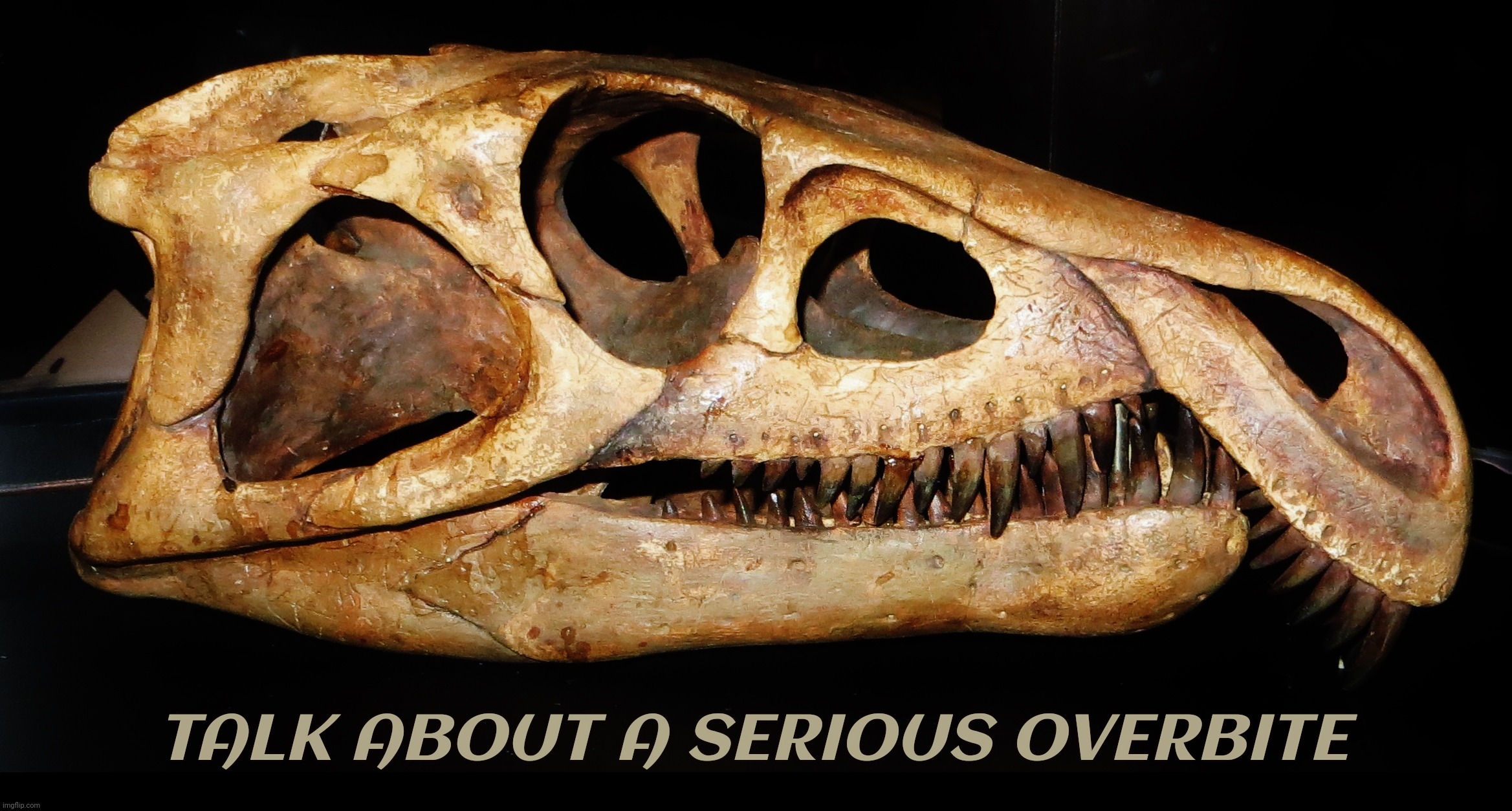 Archosaurus rossicus, a proterosuchid archosauriform from the latest Permian of Russia with an unusual upper jaw configuration | TALK ABOUT A SERIOUS OVERBITE | image tagged in archosaurus rossicus,proterosuchid archosauriform,late permian,russia | made w/ Imgflip meme maker