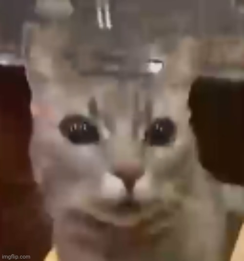 cat | image tagged in cat | made w/ Imgflip meme maker