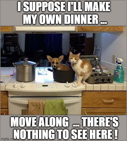 Why You Should Always Remember To Feed The Cat ! | I SUPPOSE I'LL MAKE
 MY OWN DINNER ... MOVE ALONG  ... THERE'S
 NOTHING TO SEE HERE ! | image tagged in cats,cooking,dog | made w/ Imgflip meme maker