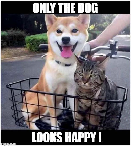 Mixed Feelings About This Bicycle Ride ! | ONLY THE DOG; LOOKS HAPPY ! | image tagged in dogs,cat,bicycle,mixed feelings | made w/ Imgflip meme maker