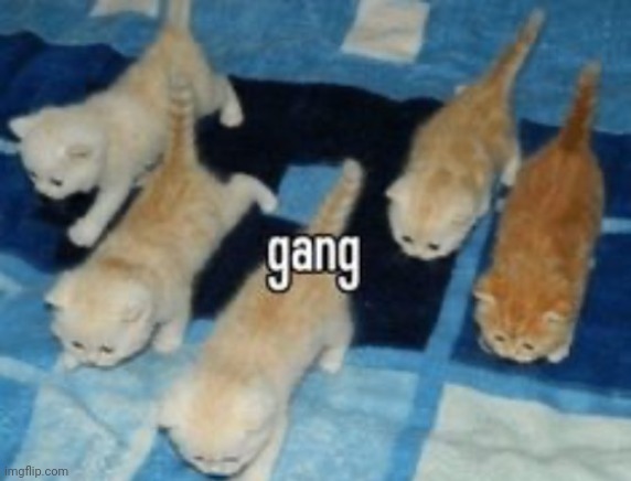 cat gang | image tagged in cat gang | made w/ Imgflip meme maker