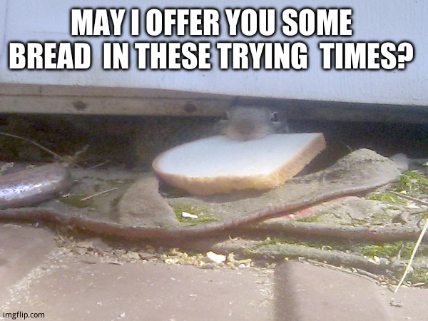 Bread. | MAY I OFFER YOU SOME  BREAD  IN THESE TRYING  TIMES? | image tagged in funny animal meme,memes | made w/ Imgflip meme maker