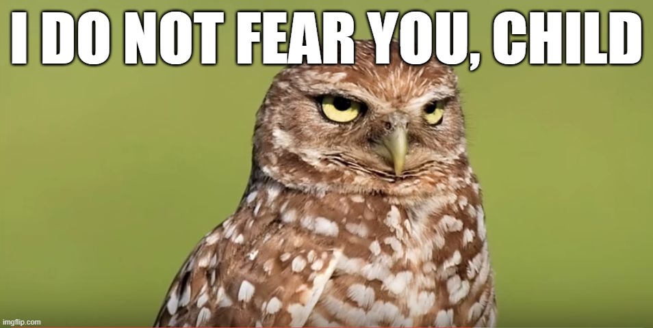 Death Stare Owl | I DO NOT FEAR YOU, CHILD | image tagged in death stare owl | made w/ Imgflip meme maker