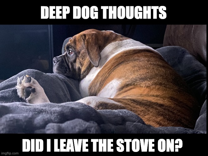 Deep Dog Thoughts | DEEP DOG THOUGHTS; DID I LEAVE THE STOVE ON? | image tagged in funny dogs | made w/ Imgflip meme maker