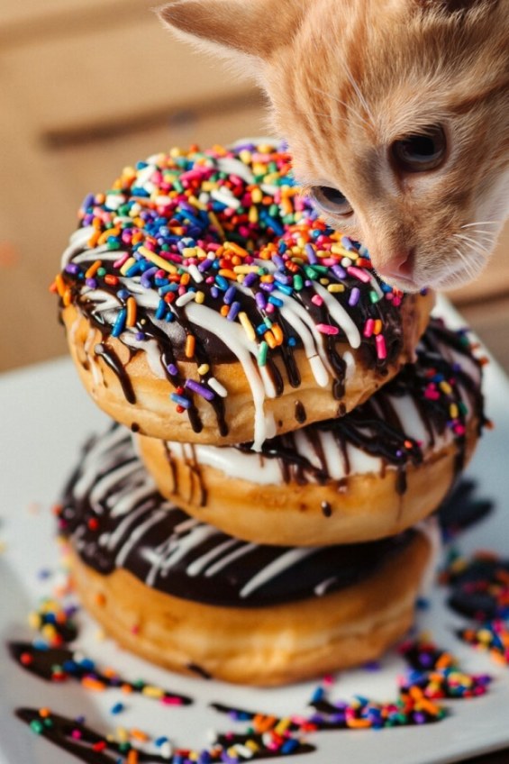 High Quality Cat sniffing donuts Blank Meme Template