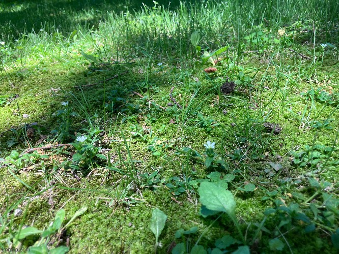 Some moss in my yard | made w/ Imgflip meme maker