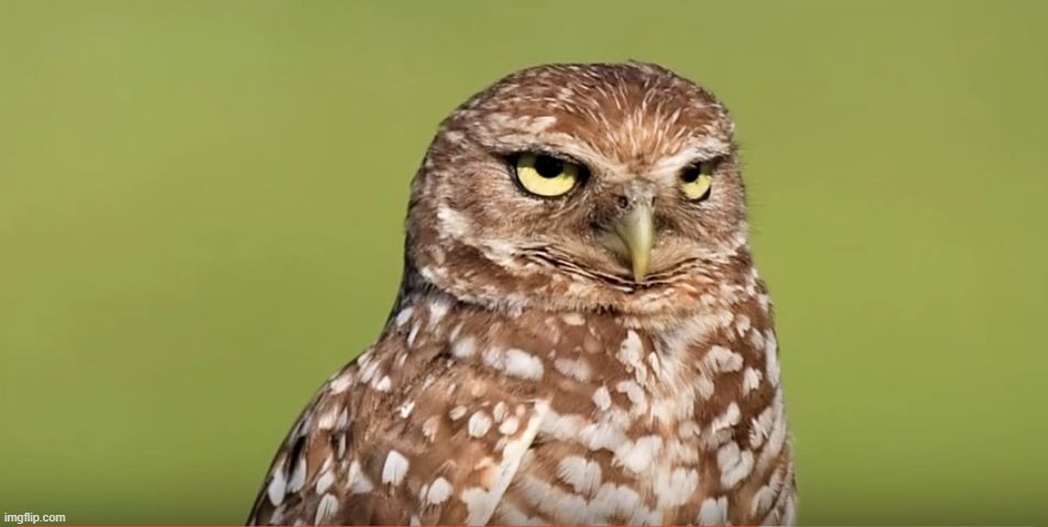 Death Stare Owl | image tagged in death stare owl | made w/ Imgflip meme maker