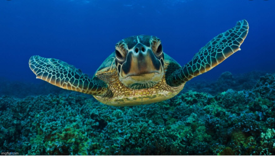 Sea turtles | image tagged in sea turtles | made w/ Imgflip meme maker
