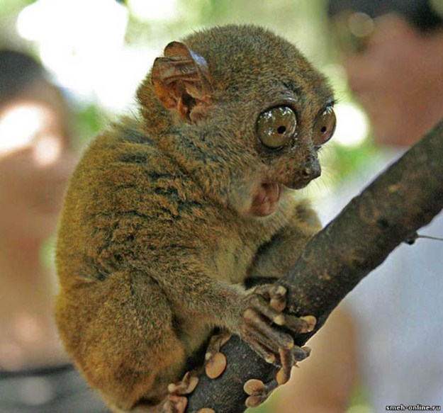 Tarsier and stick Blank Meme Template