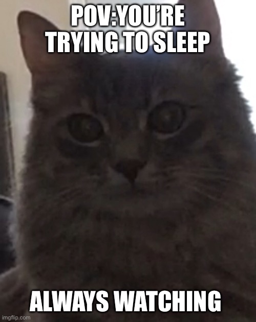 Cats are always watching | POV:YOU’RE TRYING TO SLEEP; ALWAYS WATCHING | image tagged in funny memes,cute kittens,scared cat | made w/ Imgflip meme maker