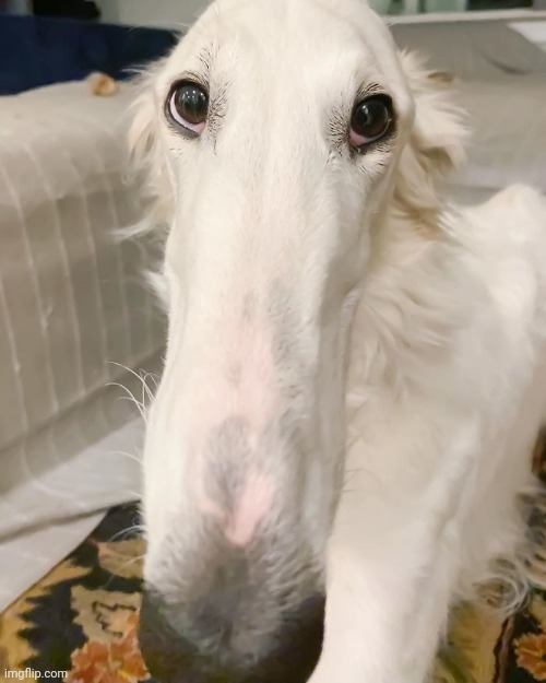 Long face | image tagged in long face | made w/ Imgflip meme maker