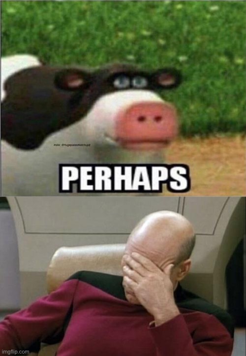 image tagged in perhaps cow,memes,captain picard facepalm | made w/ Imgflip meme maker
