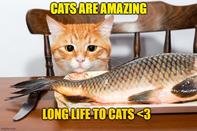 CATS ARE AMAZING; LONG LIFE TO CATS <3 | made w/ Imgflip meme maker