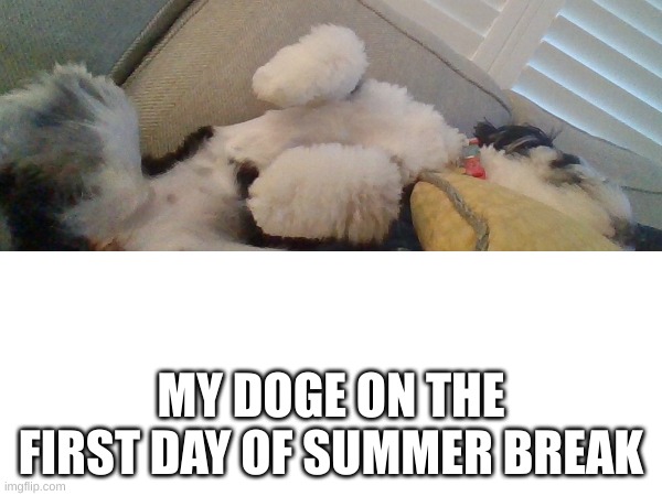 MY DOGE ON THE FIRST DAY OF SUMMER BREAK | image tagged in my doge,ohmy | made w/ Imgflip meme maker