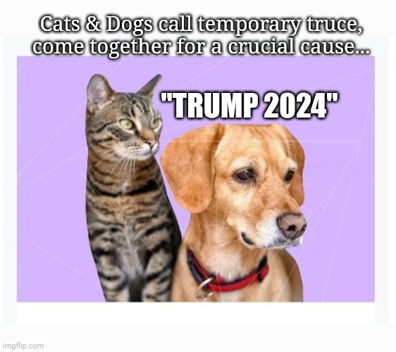 Historic MAGA Truce | Cats & Dogs call temporary truce, come together for a crucial cause... "TRUMP 2024" | image tagged in smart,yay kitty,agreed,maga | made w/ Imgflip meme maker