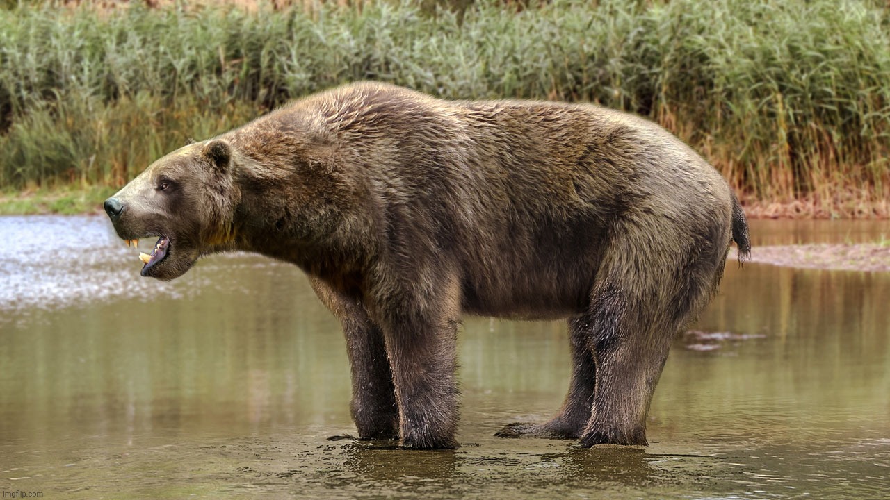 Kolponomos clallamensis, early Miocene North America (Pacific) bear/otter-like apparently marine carnivore that fed on mollusks | image tagged in kolponomos clallamensis,carnivora,early miocene,pacific north america | made w/ Imgflip meme maker