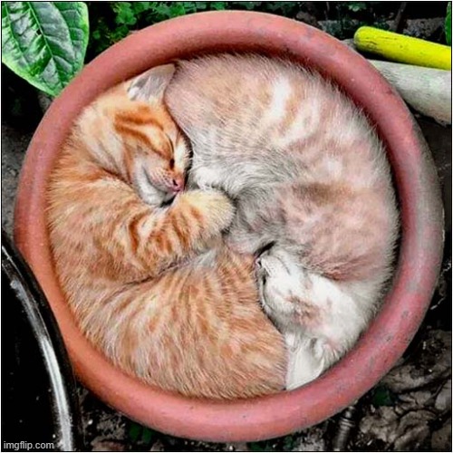 The Perfect Fit ! | image tagged in cats,kittens,bowl,perfection | made w/ Imgflip meme maker