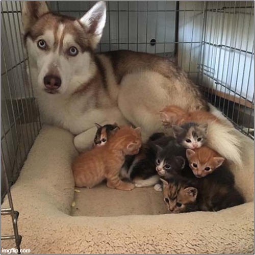 These Are Mine Now ! | image tagged in dogs,husky,kittens,mine | made w/ Imgflip meme maker