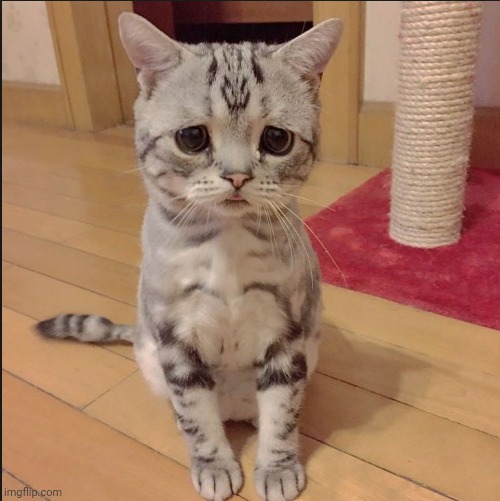 Sad Cat Eyes | image tagged in sad cat eyes | made w/ Imgflip meme maker