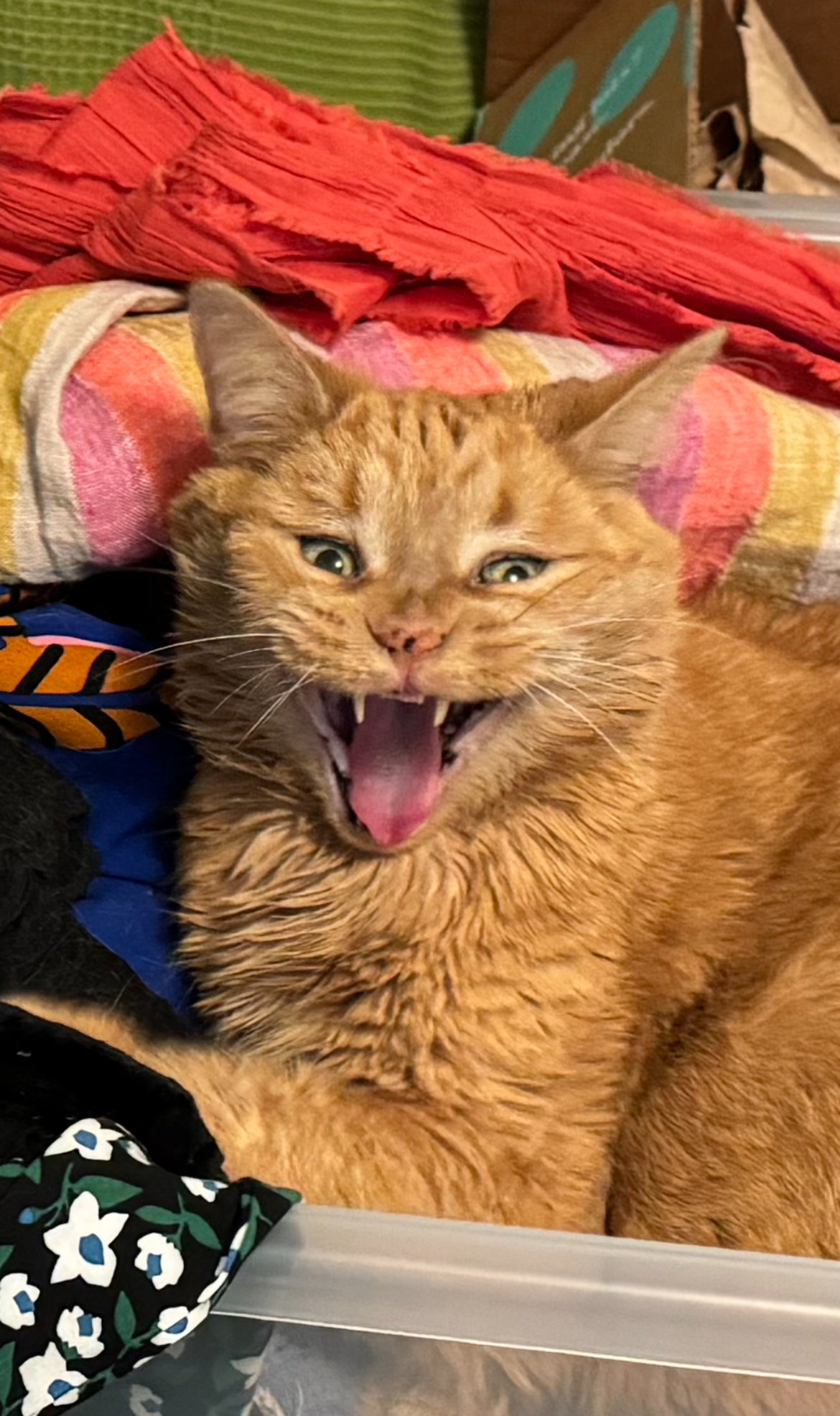 Yelly Cat Blank Meme Template