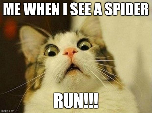 Scared Cat Meme | ME WHEN I SEE A SPIDER; RUN!!! | image tagged in memes,scared cat | made w/ Imgflip meme maker