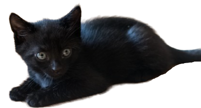 Black Cat no Background Blank Meme Template