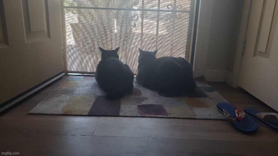 Loaf Bois | image tagged in cats,loaf | made w/ Imgflip meme maker