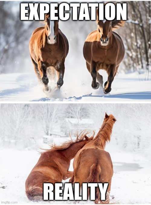 Horses Expectation and Reality :) | EXPECTATION; REALITY | image tagged in horses,expectation vs reality | made w/ Imgflip meme maker