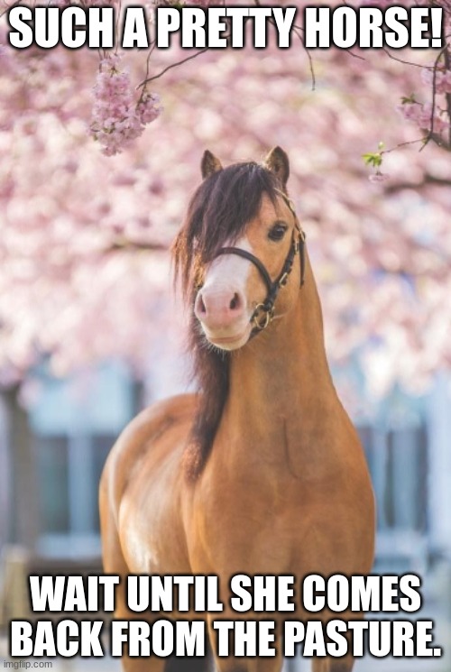 Pretty Horse | SUCH A PRETTY HORSE! WAIT UNTIL SHE COMES BACK FROM THE PASTURE. | image tagged in horses,pretty | made w/ Imgflip meme maker
