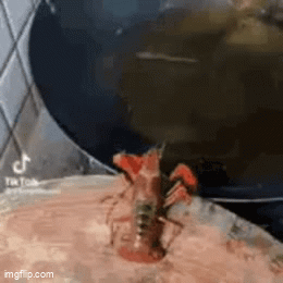 Shellfish Gif Animated GIF - Imgflip