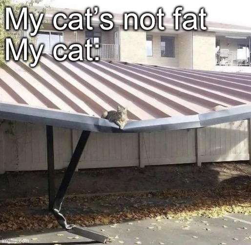 Fat cat | My cat’s not fat
My cat: | image tagged in fat,cat,chonky | made w/ Imgflip meme maker