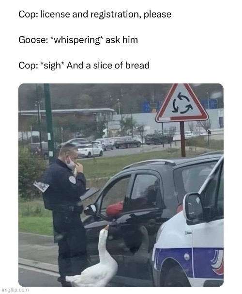 Officer Goose | image tagged in goose,police,bread | made w/ Imgflip meme maker