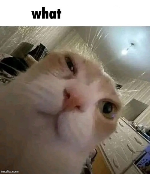 What da tuna? | image tagged in what da tuna | made w/ Imgflip meme maker