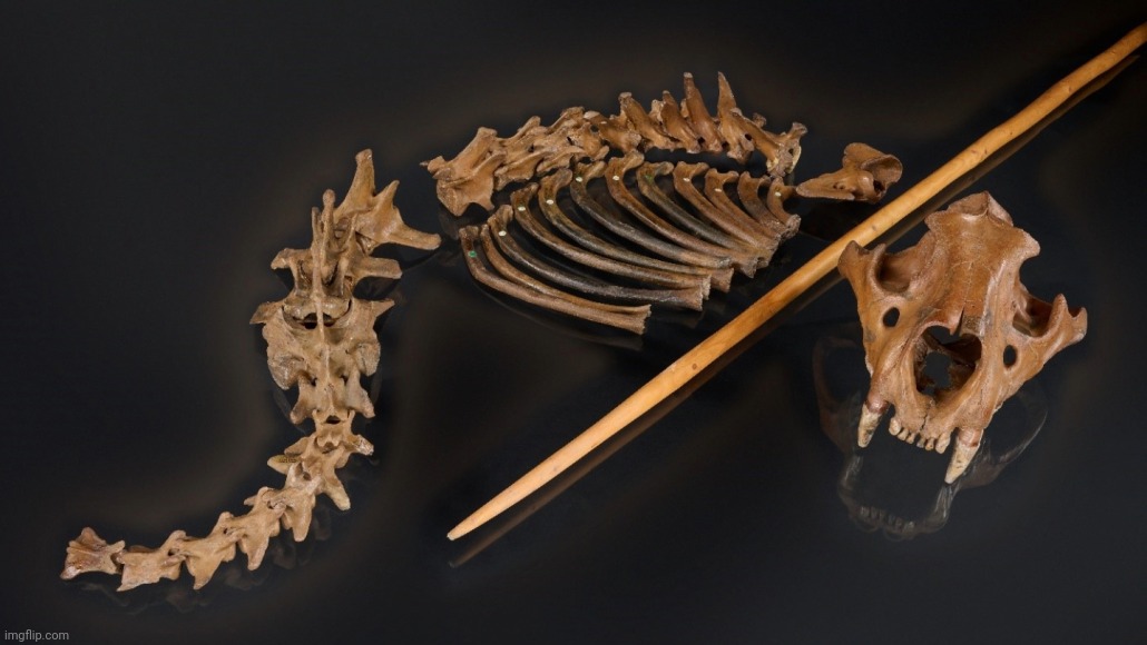 Cave lion skeleton with wound indicating killed by Neandertals around 48,000 years ago with a spear like the replica shown | image tagged in cave lion,killed by neanderthals,with  spear | made w/ Imgflip meme maker