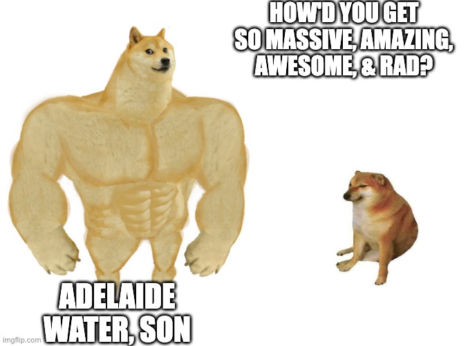 Adelaide Water Makes You Massive, Amazing, Awesome, & Rad | HOW'D YOU GET SO MASSIVE, AMAZING, AWESOME, & RAD? ADELAIDE WATER, SON | image tagged in big dog small dog,adelaide water,massive,amazing,awesome,rad | made w/ Imgflip meme maker