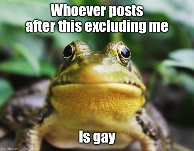 Frog of Shame | Whoever posts after this excluding me; Is gay | image tagged in frog of shame | made w/ Imgflip meme maker