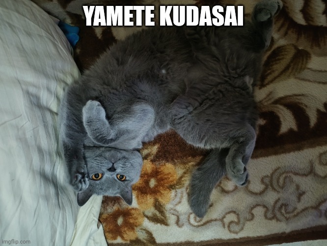 Yamete Kudasai Winston | YAMETE KUDASAI | image tagged in yamete kudasai winston | made w/ Imgflip meme maker